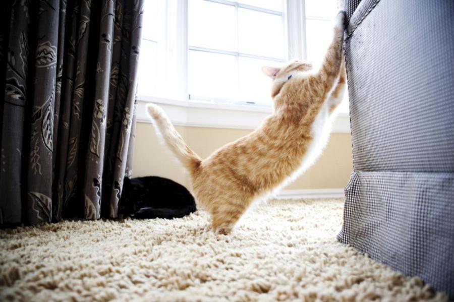Как отучить кошку портить мебель