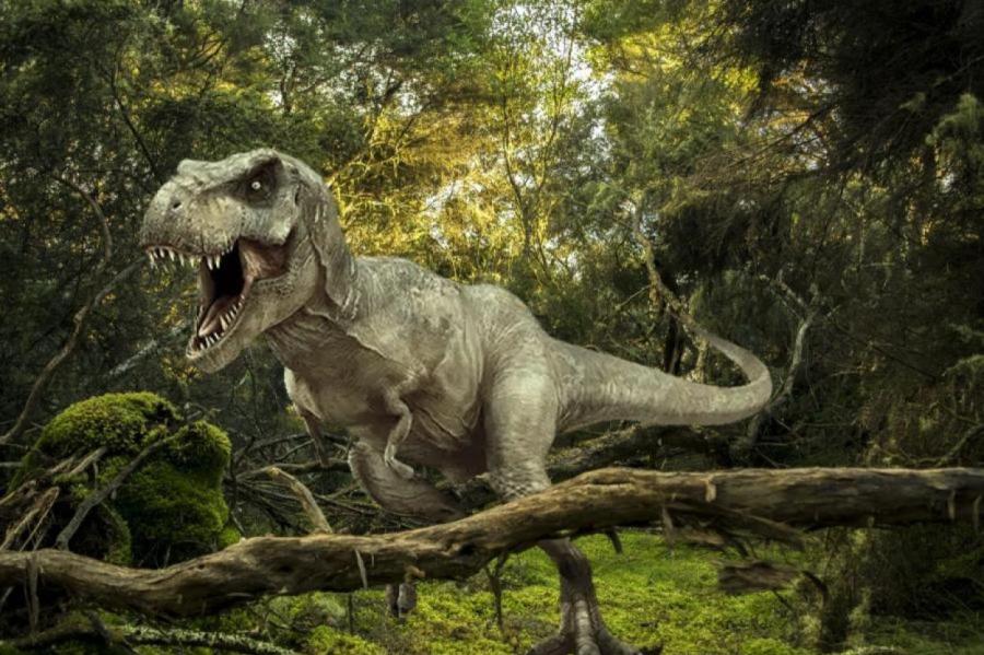 Правда ли, что тираннозавр рекс был очень умным?