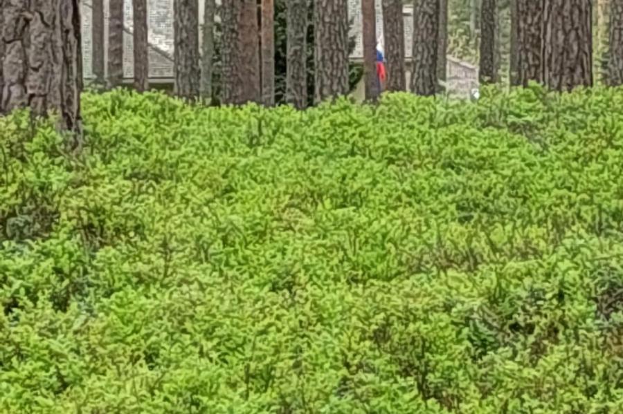 Бдительные граждане просят помощи! На доме в лесу в Юрмале висит флаг России!