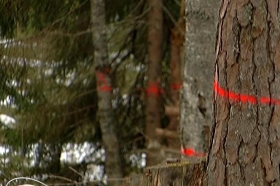 Уголовное дело о самовольной вырубке деревьев в заповеднике у границы закрыто