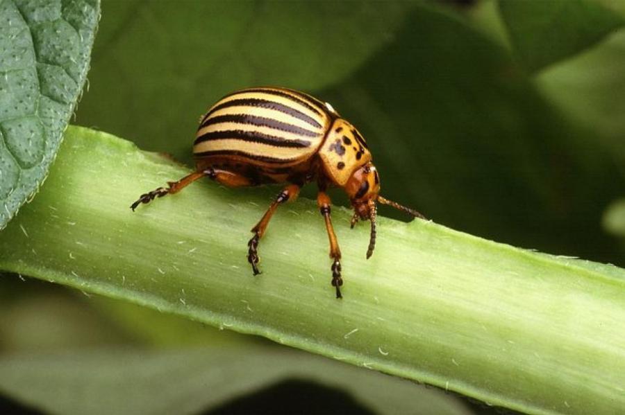 Дачникам раскрыли неочевидные способы спастись от колорадского жука