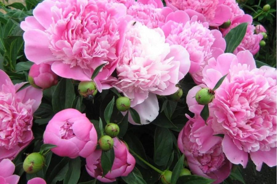 Как вырастить роскошные пионы в саду: календарь ухода в мае