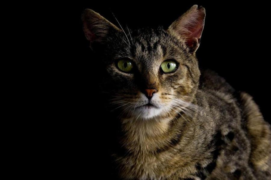 Ночной дозор: как отучить котика бегать по ночам