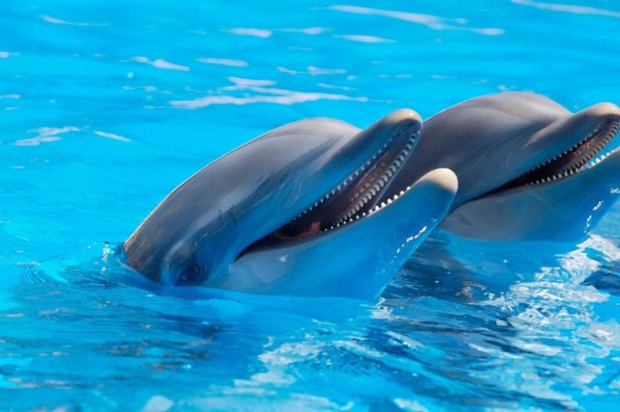 Дельфины не перестают нас восхищать! 7 удивительных фактов о милых созданиях