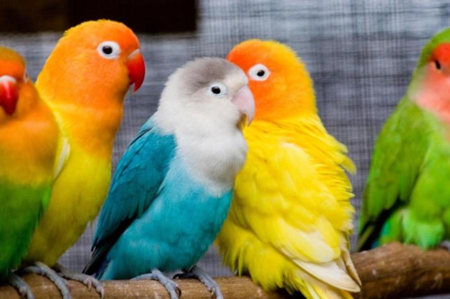 Как умные птицы додумались до убийства чужих птенцов