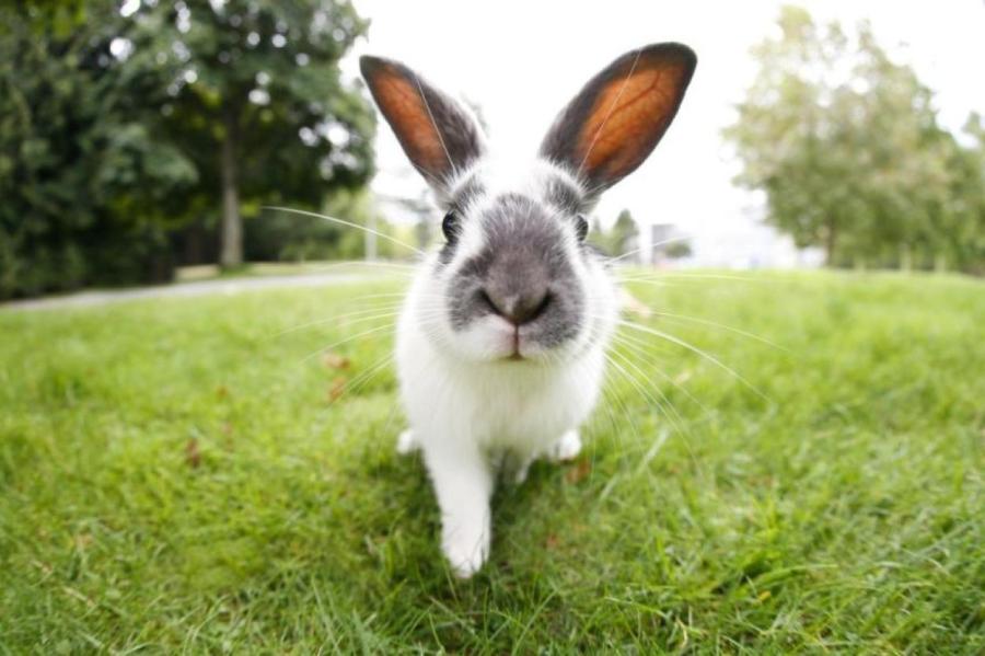 Не только ценный мех: 11 удивительных фактов о кроликах