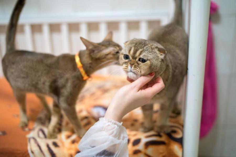 Меняется ли у кошки характер после стерилизации?