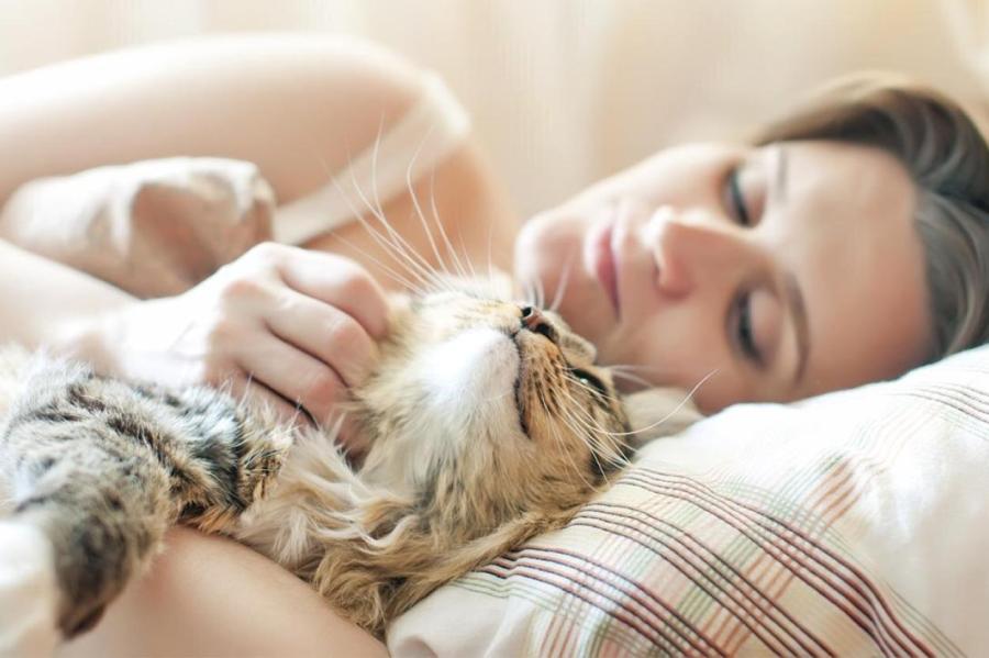 Обнять котика и заснуть: это полезно, или?..