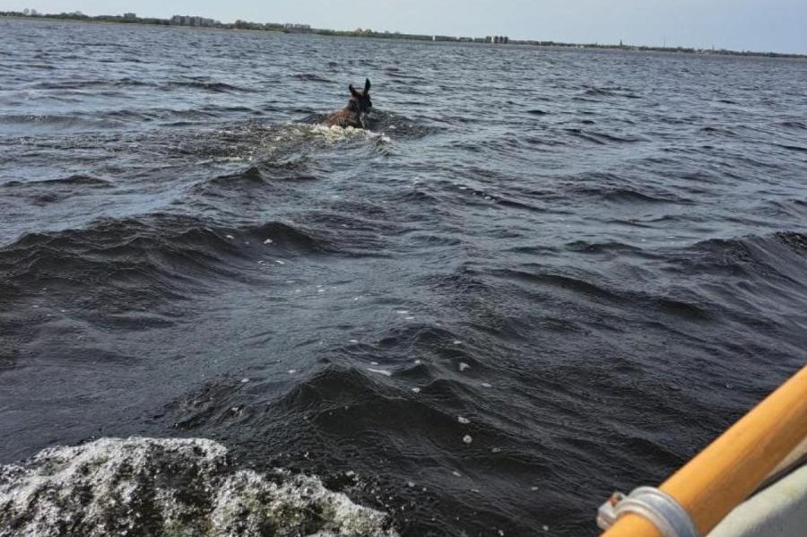 Рыбалка на щуку на Лиепайском озере закончилась плывущим…лосем (+ВИДЕО)