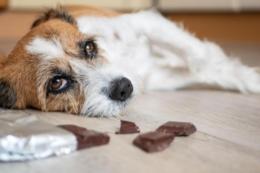 Почему собакам нельзя давать шоколад