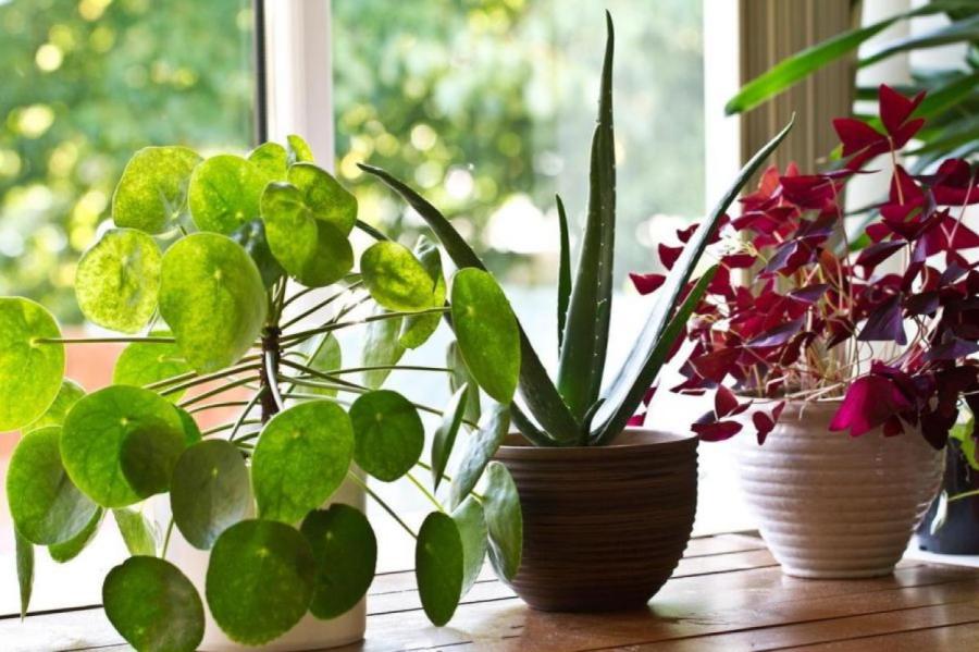 Как украсить свой дом растениями правильно: советы флористов