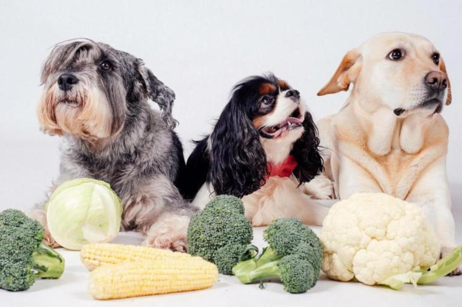 Ученые поставили под сомнение пользу веганской диеты для собак