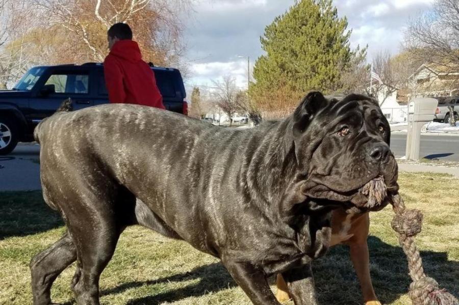 100 килограмм в 1,5 года: как воскресили древнюю породу гигантских собак