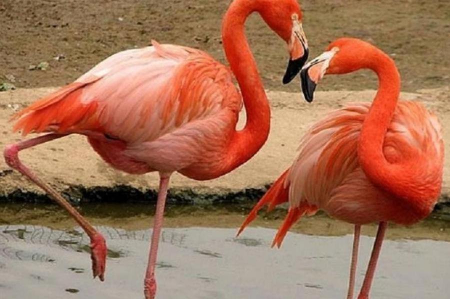 Птицы утренней зари: 5 любопытных фактов о фламинго