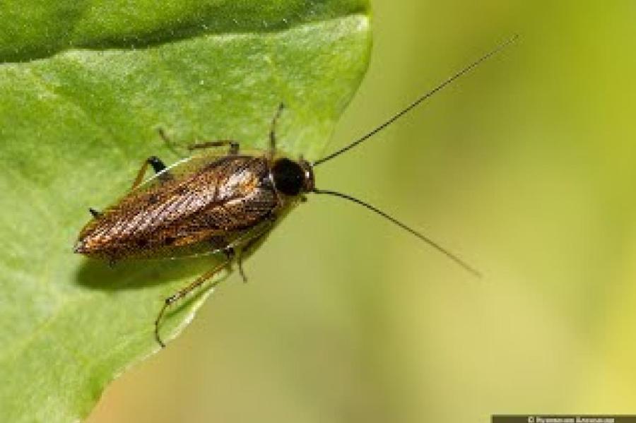 Великий тараканий путь: откуда и как насекомые распространились по миру