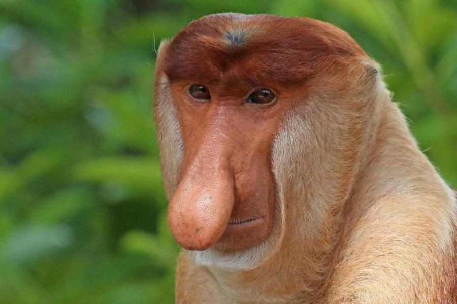 Странные животные с большими носами: почему обезьяны-носачи так выглядят