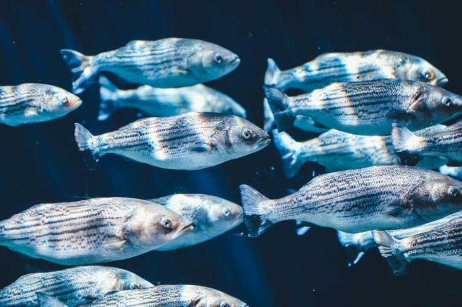 Ученые узнали, бывает ли жажда у рыб