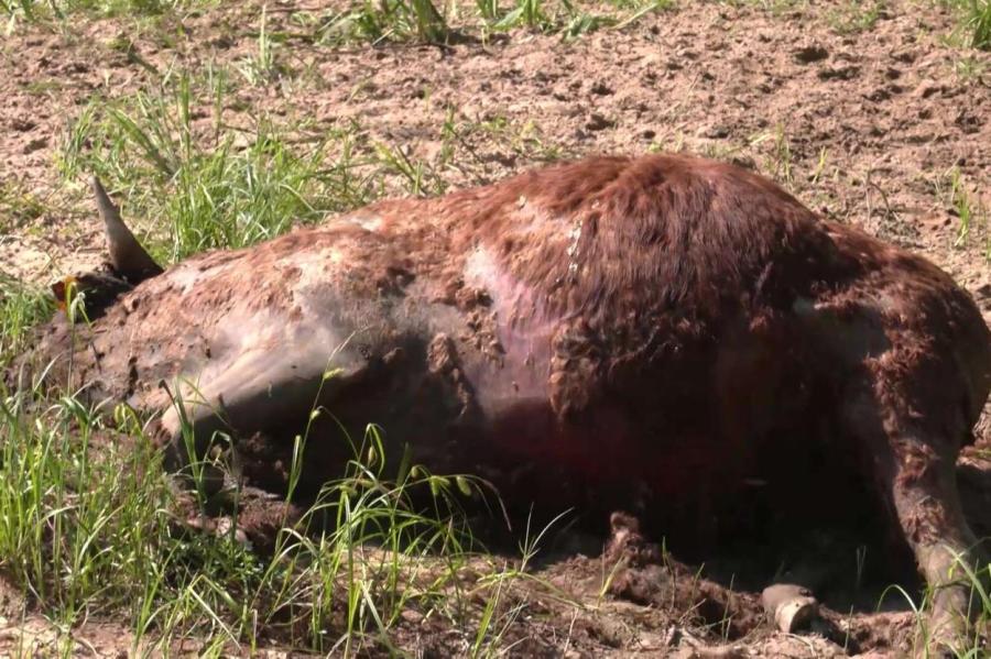 Абсурд: принесенный течением из Эстонии бык разлагается в Латвии два месяца