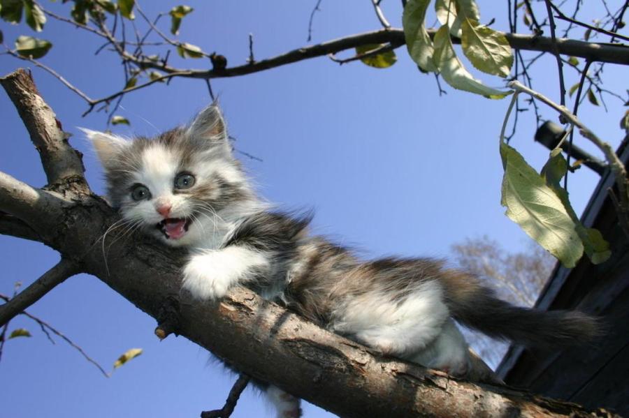 Почему кошка иногда не может слезть с дерева