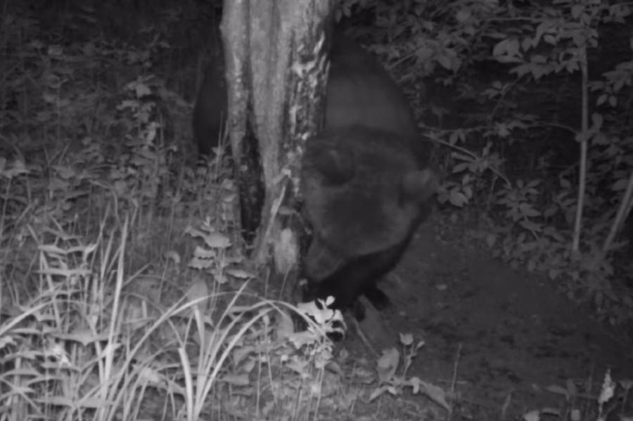 Камеры зафиксировали комичное поведение медведя недалеко от Саулкрасты