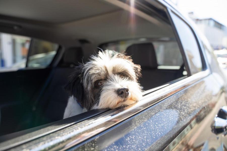 Что делать, если собаку или кошку укачивает в автомобиле
