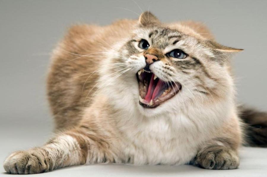 Почему коты открывают рот, когда чувствуют неприятный запах?