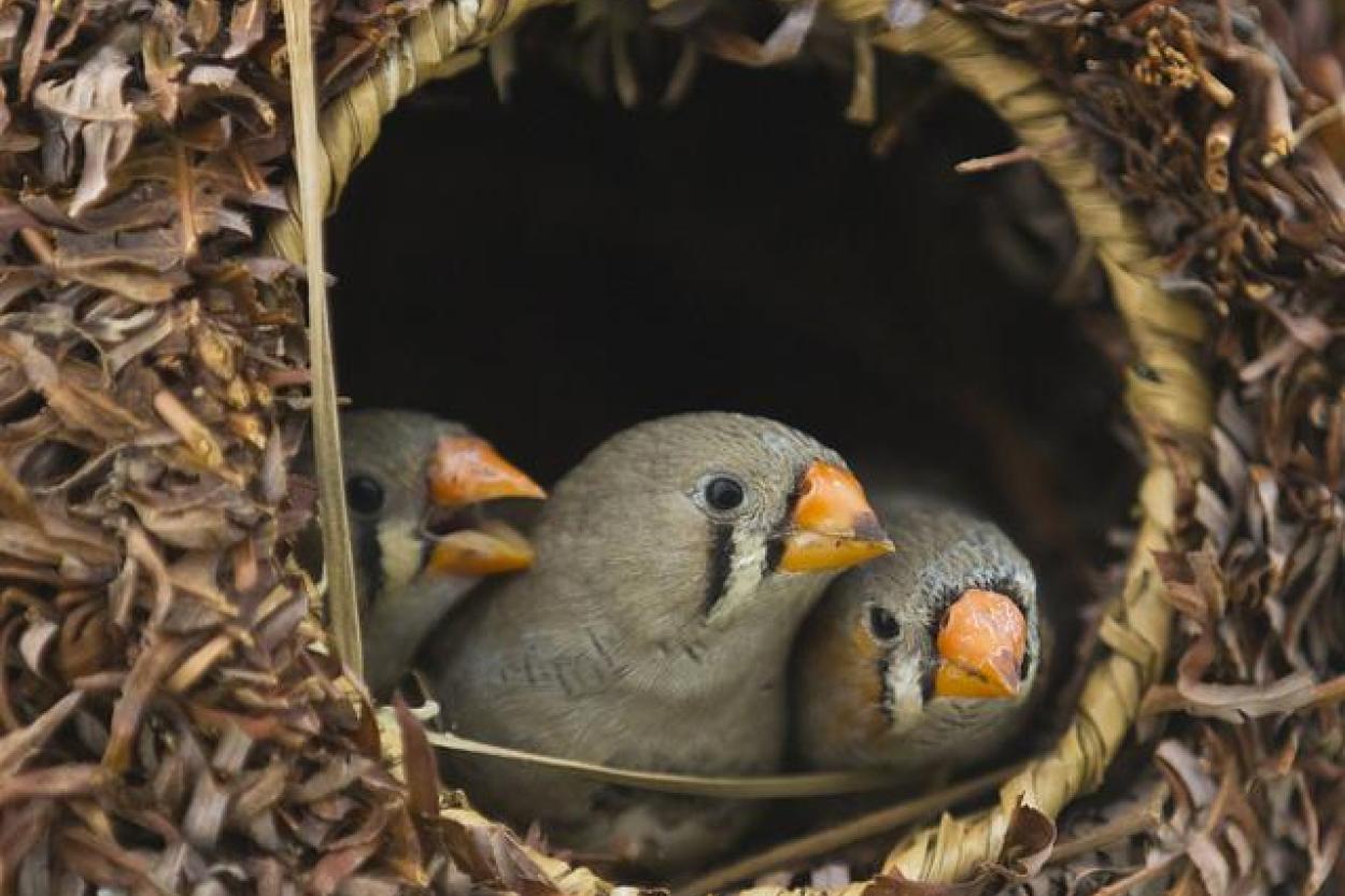 Почему птичьи гнезда такие прочные?