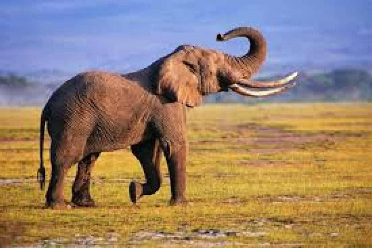 Что слоны трубят в хобот?