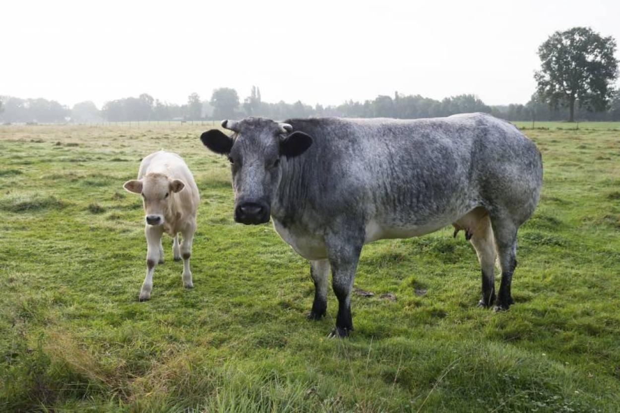 Что такое стиль vaca vieja и зачем есть мясо старых коров — рассказывает мясник