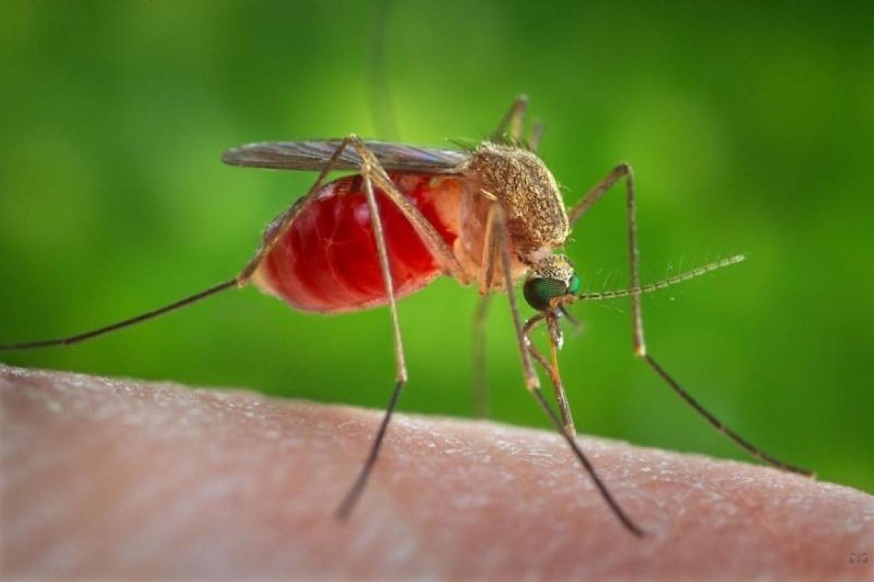 Кого любят кровососы? Учёные выяснили, каких людей кусают комары