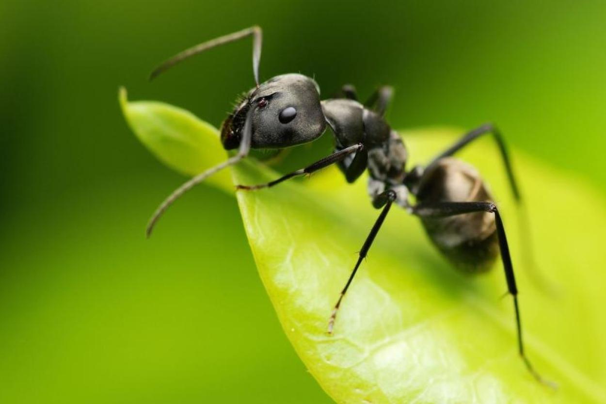 Если муравья унести далеко от его муравейника, он погибнет или найдет новый?