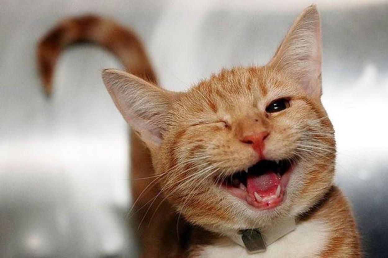 Ученые выяснили, как выглядит кошачья улыбка