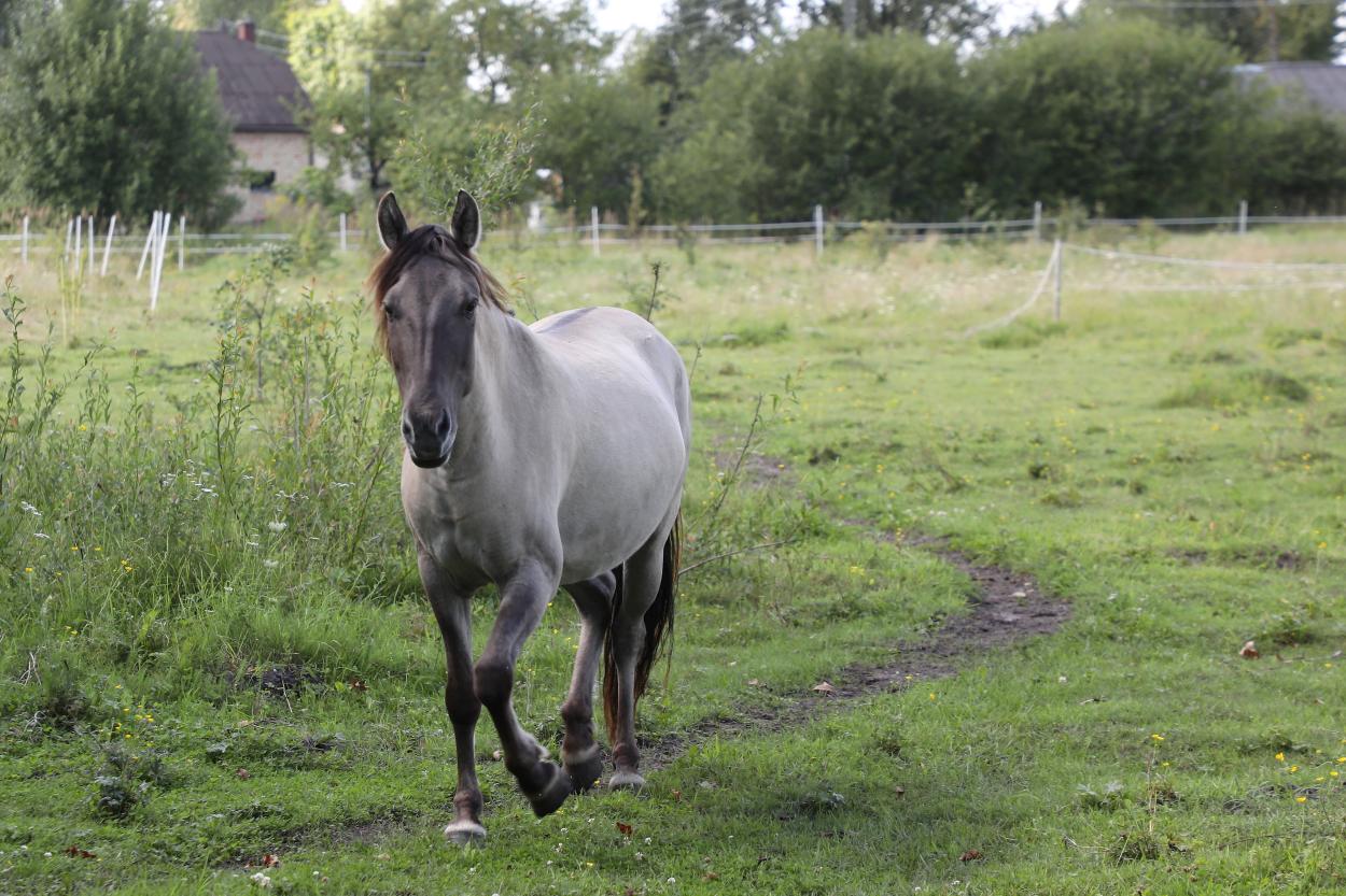 В Краславском крае спасли упавшую в яму лошадь