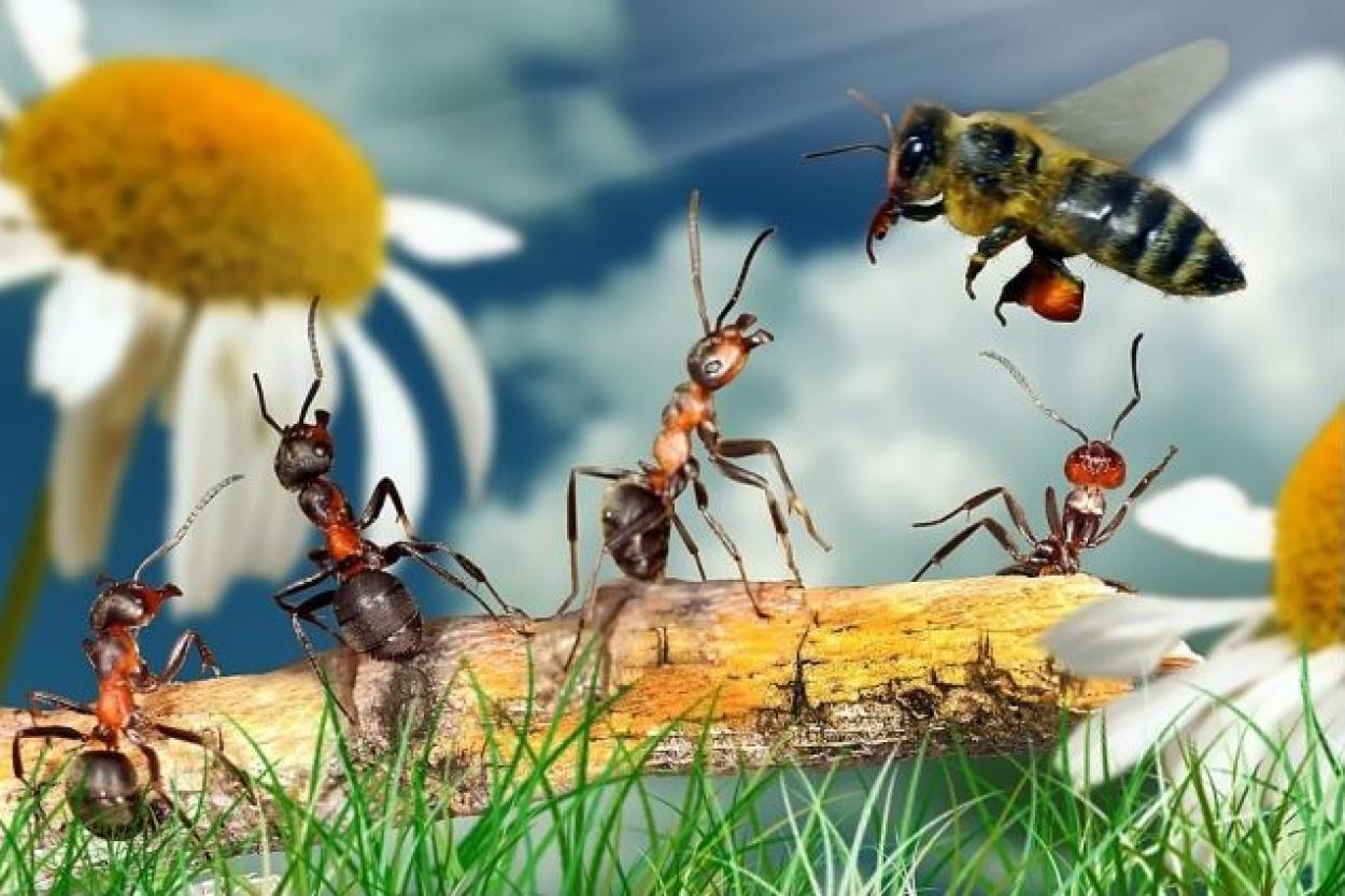 Почему соседство пчел и муравьев на дачном участке нежелательно?