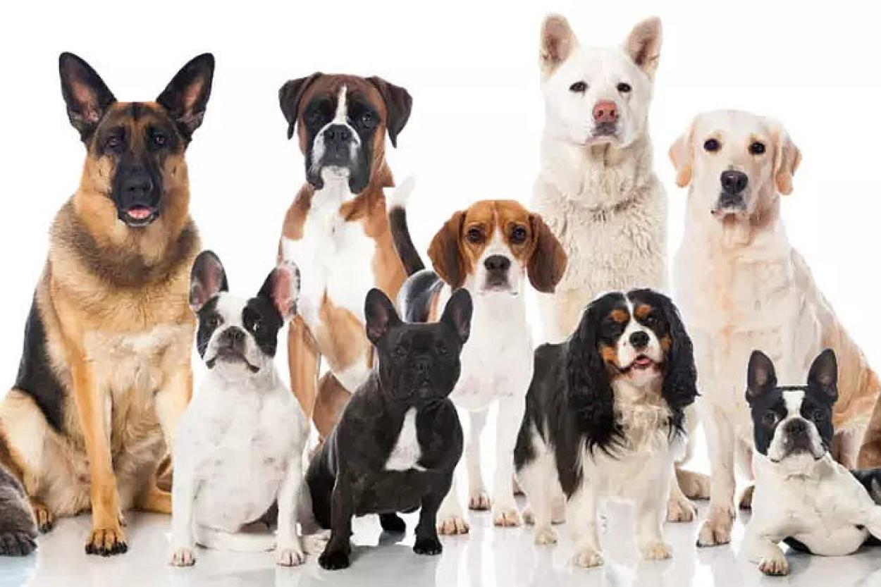 10 неприхотливых пород собак для занятых владельцев