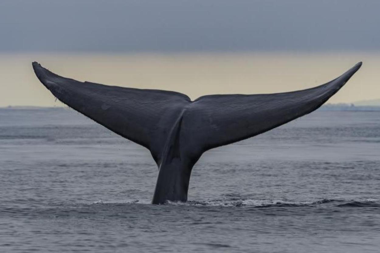 Как киты едят в воде и не захлебываются?