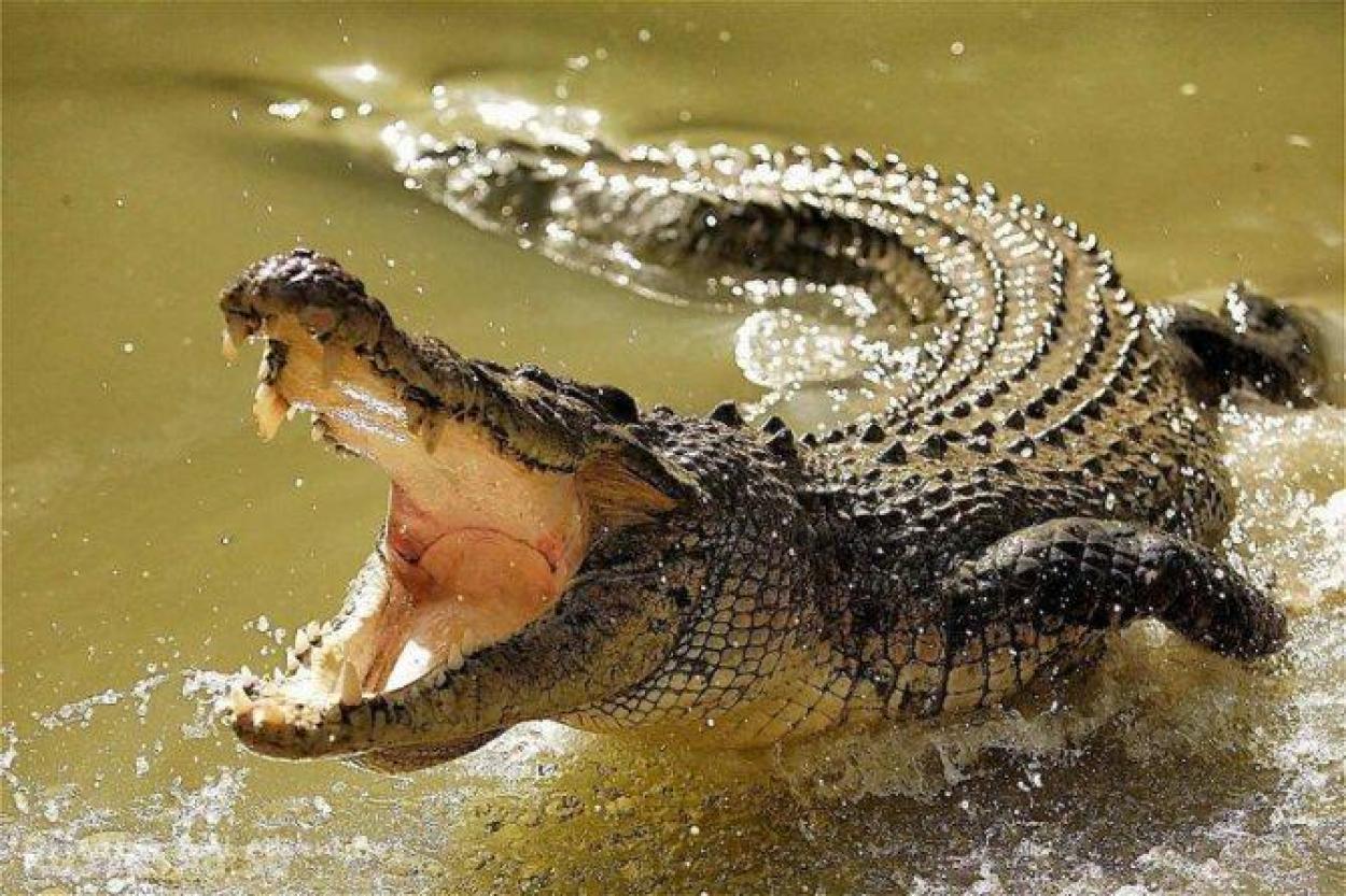 Как пьют крокодилы?