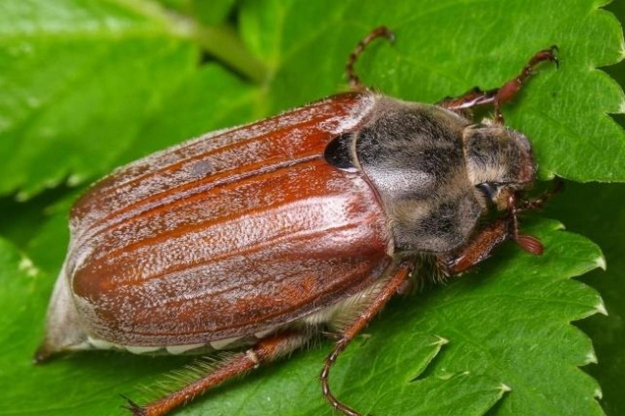 Могут ли кроты быть полезны в борьбе с майскими жуками?