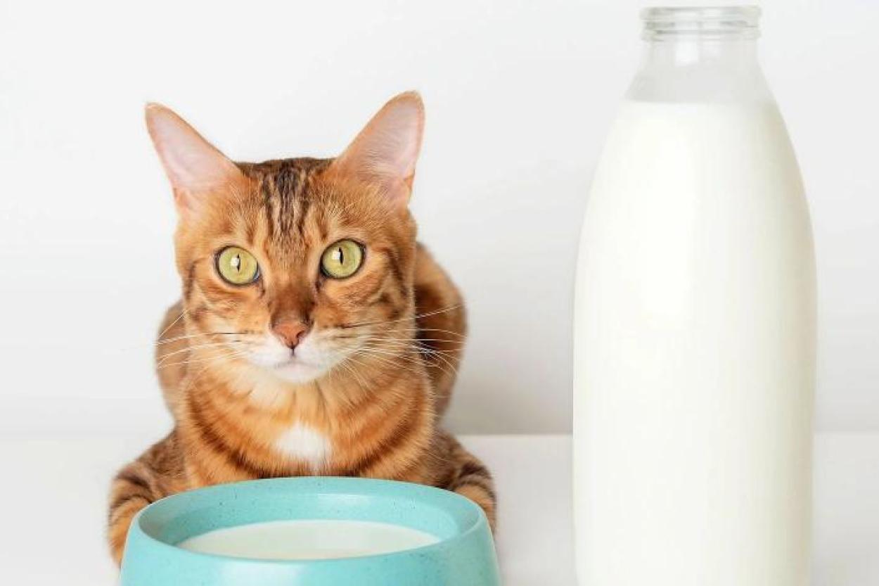 Почему кошки любят молоко?