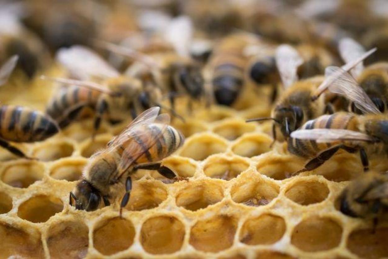 Где пчелы добывают мед?