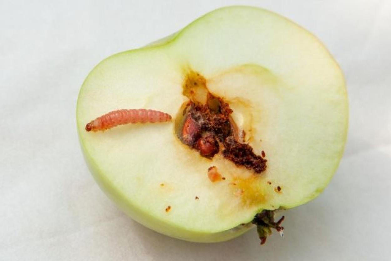 Как бороться с яблонной плодожоркой, не применяя химикатов?