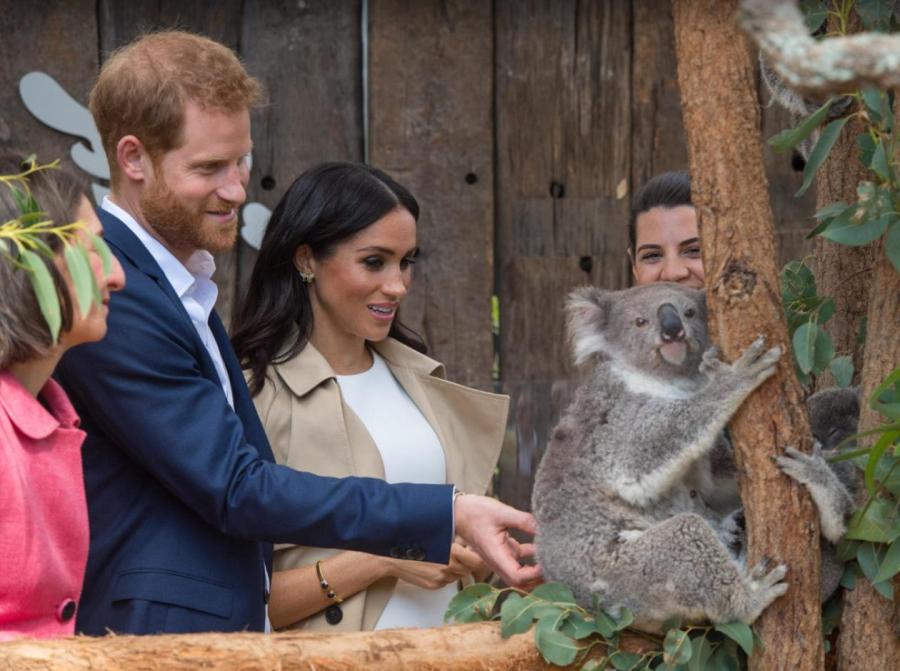 Гарри и Меган с коалой в Руби во время посещения зоопарка Таронга, 16 октября 2018