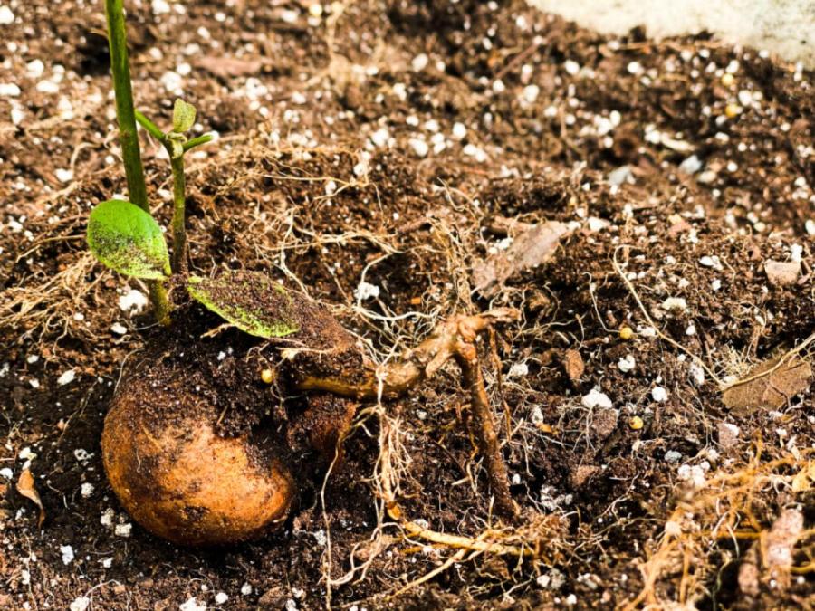Проращивание авокадо в грунте