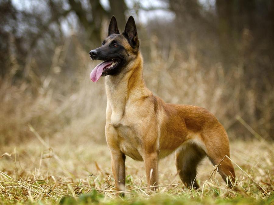 Малинуа – самые популярные собаки в полиции