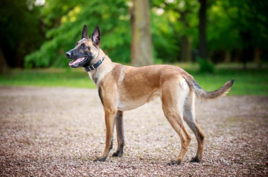 Малинуа, бельгийская овчарка, – самая умная собака в мире