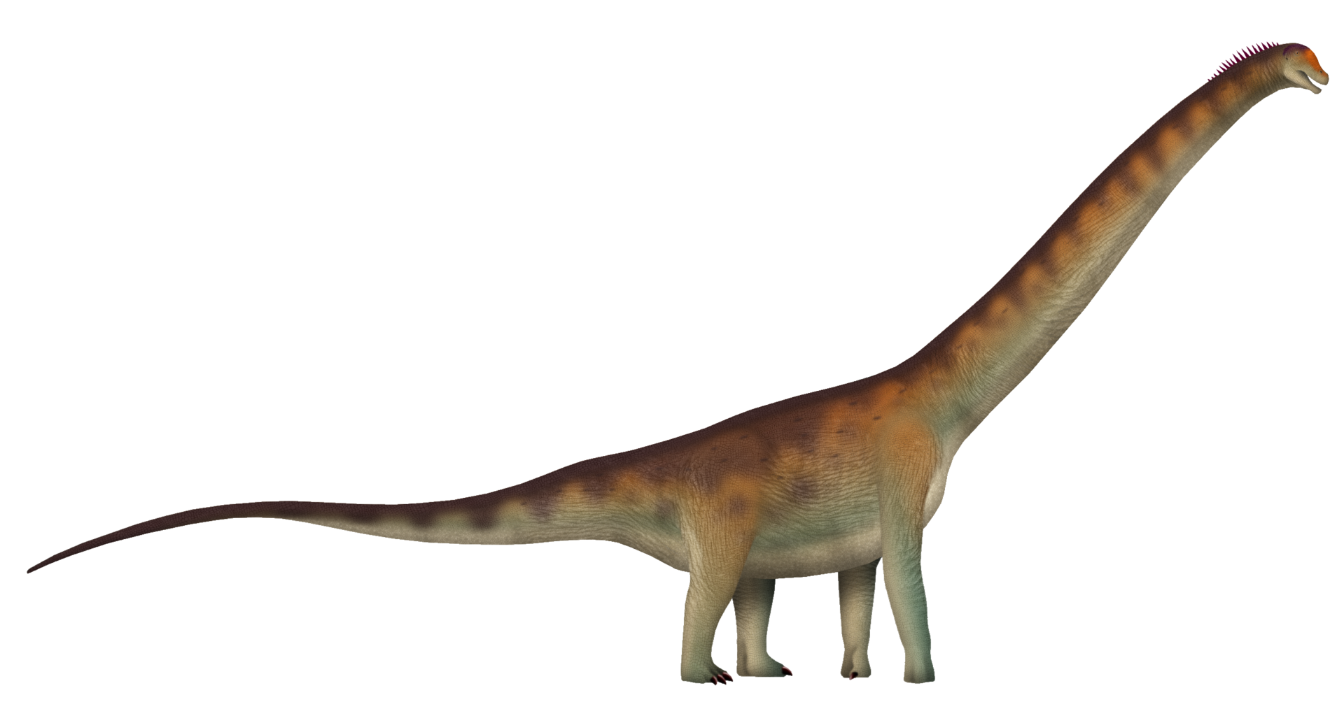 Dasosaurus_TD.png