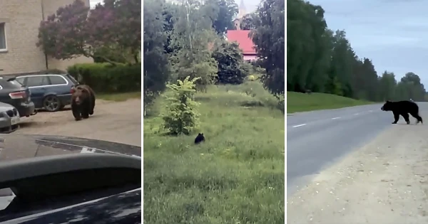 Изображение к статье: Медведь в Екабпилсе.