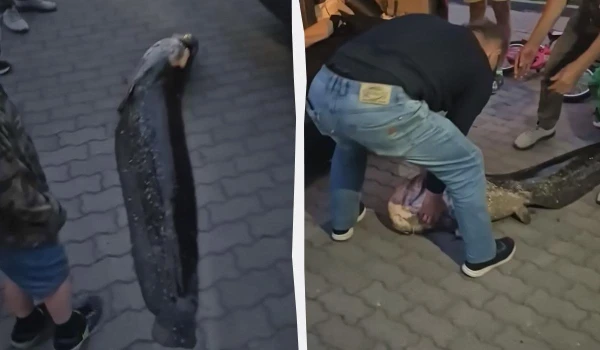Изображение к статье: 20-летняя рыба была местной легендой.