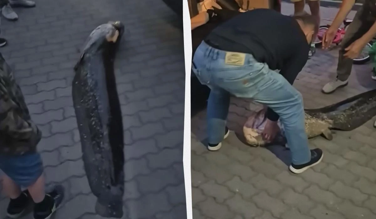Изображение к статье: 20-летняя рыба была местной легендой.