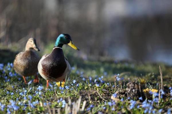 Изображение к статье: В субботу будет тепло